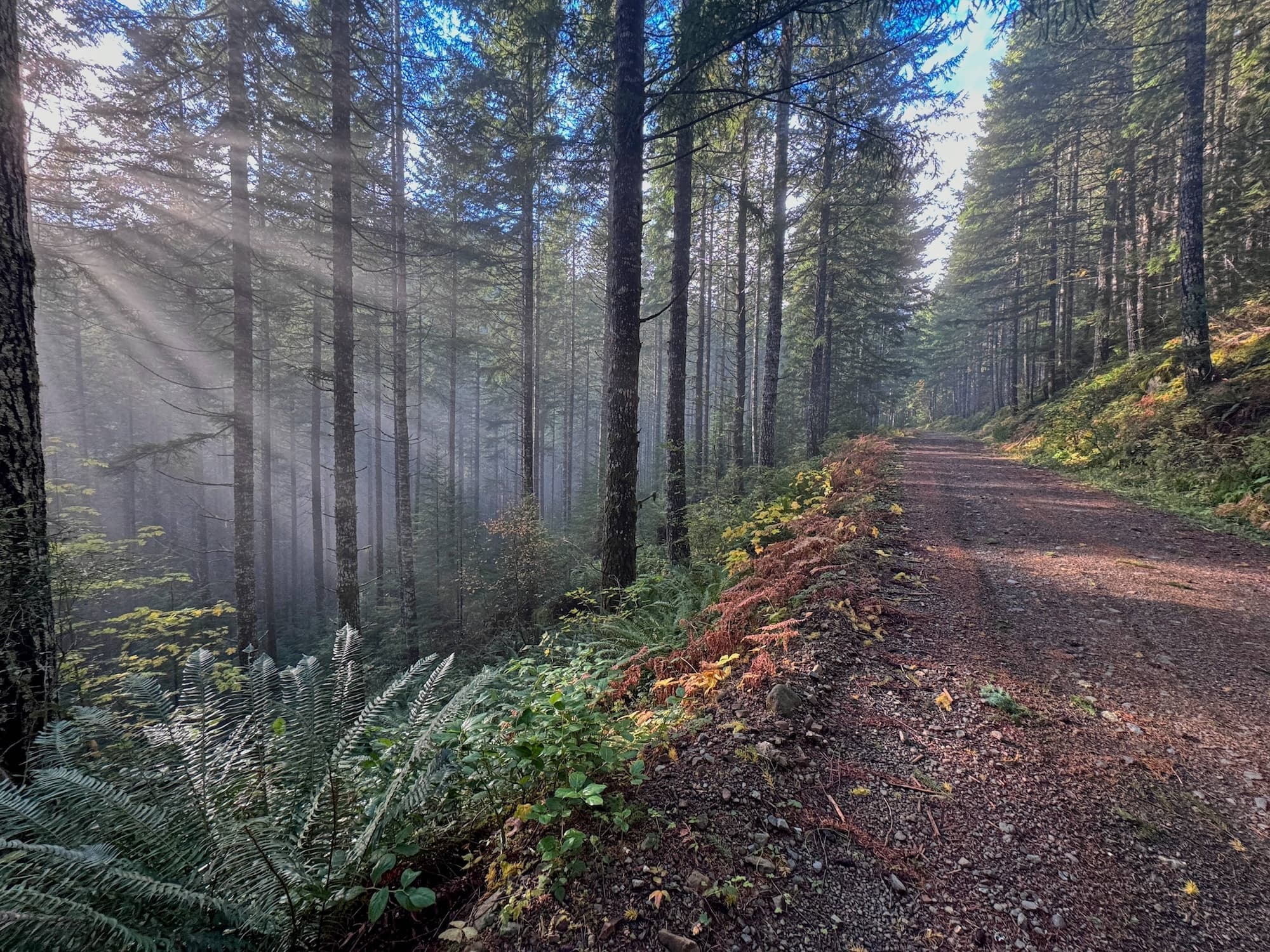 Morning light cutting through fog beside the gravel road