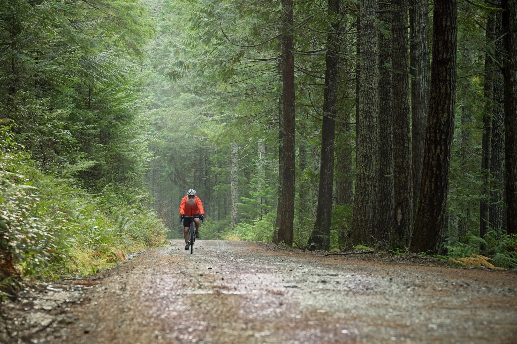 A rainy roll through the tall trees