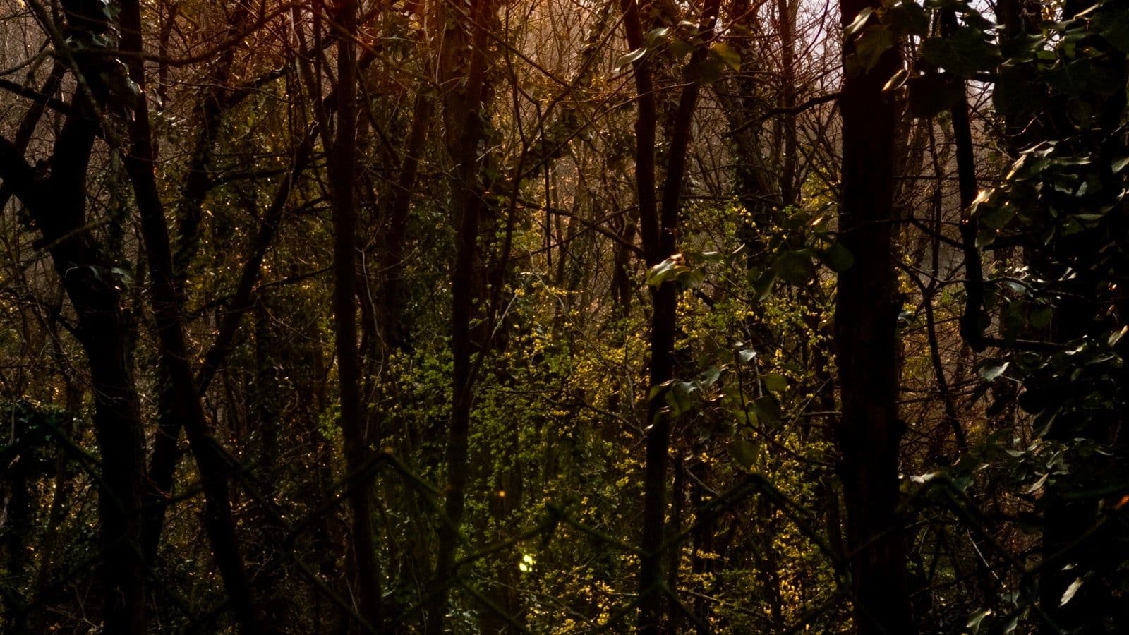 Backlit trees in the Collina Torinese woods