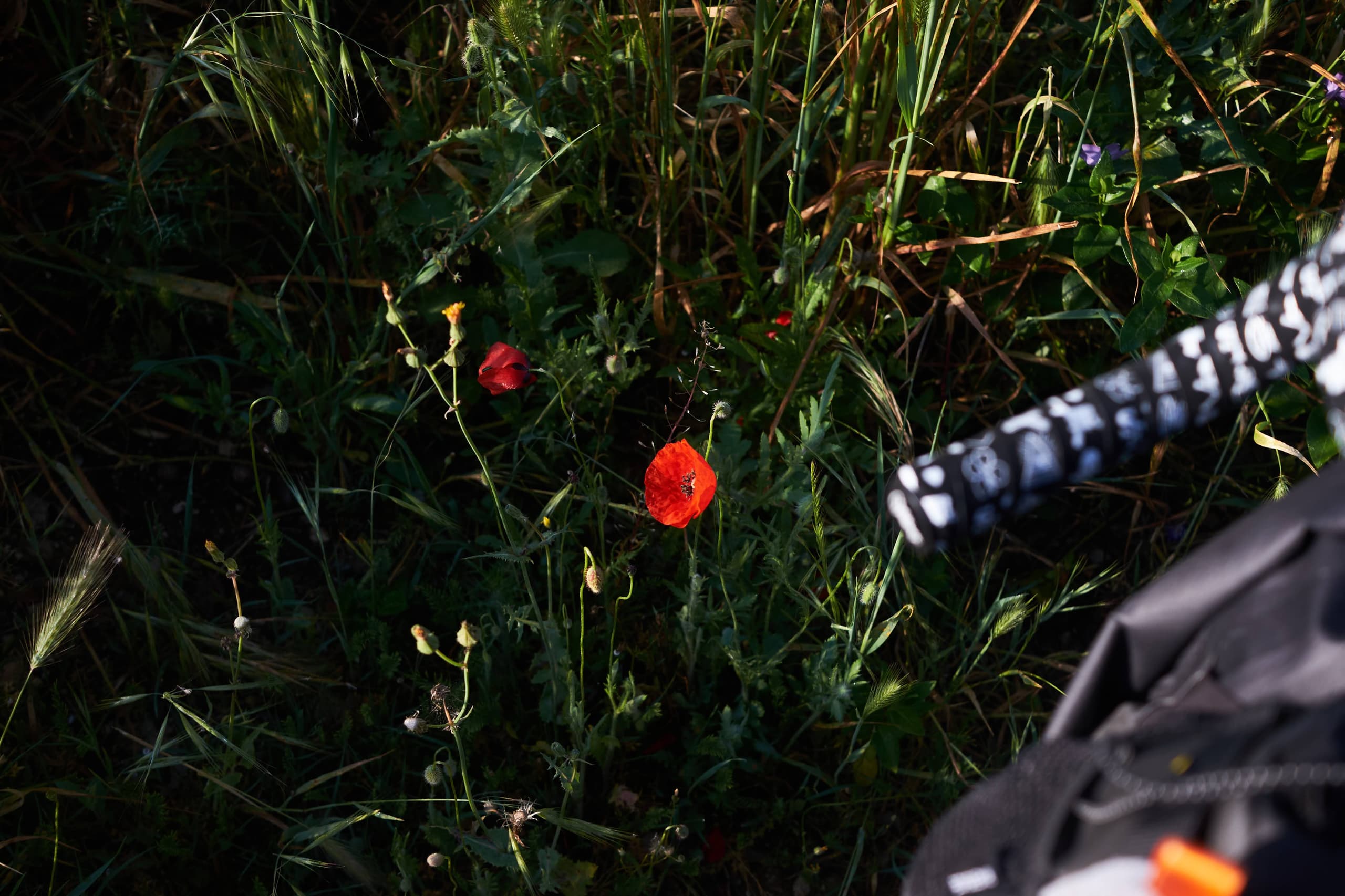 Wild poppies beside a loaded handlebar bag