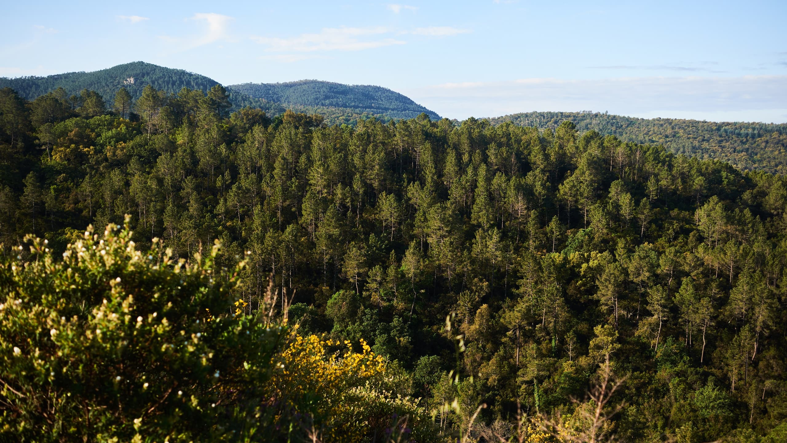 A pine ridge view over the Estérel backcountry