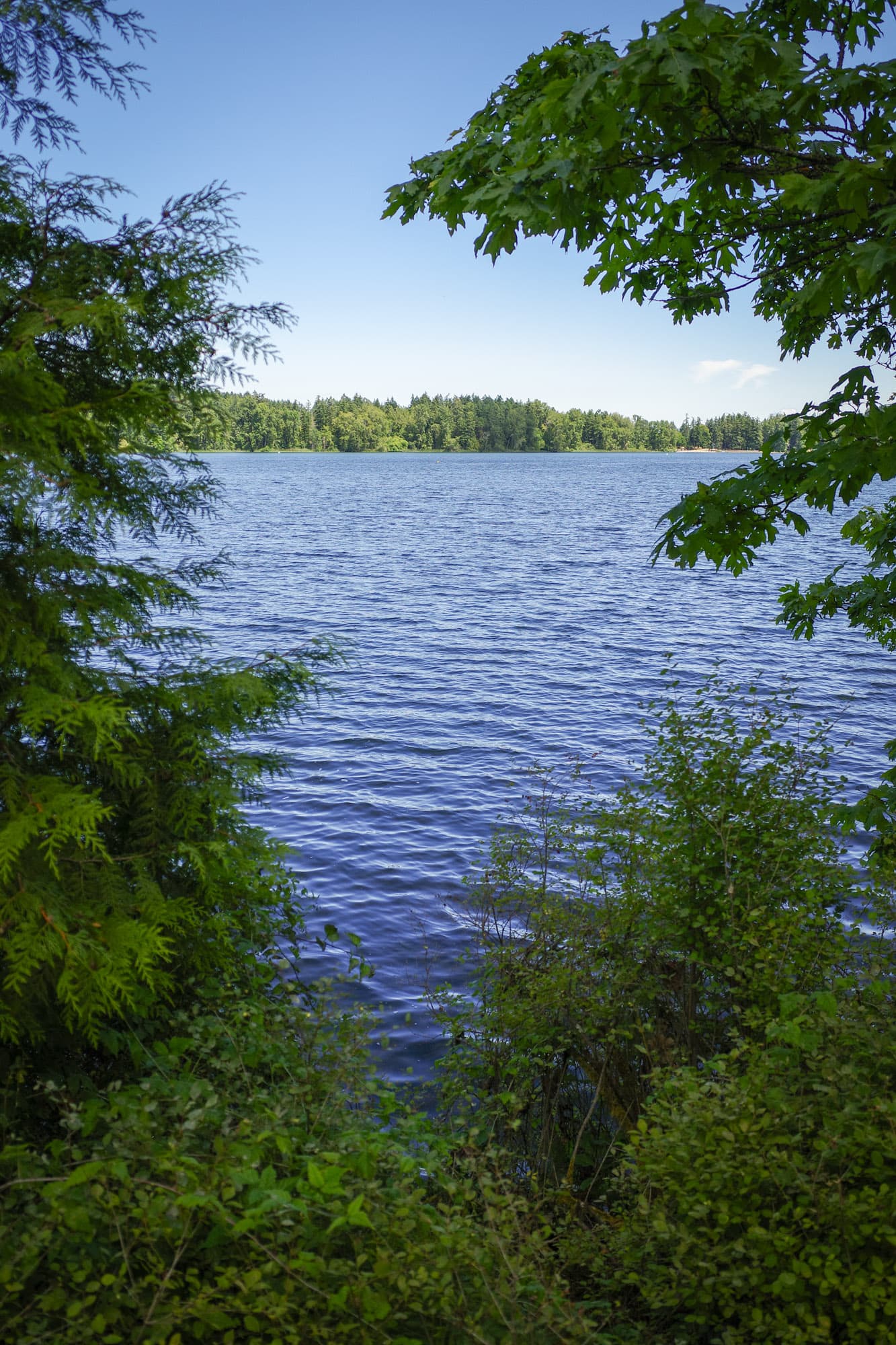A lake glimpsed through the trees