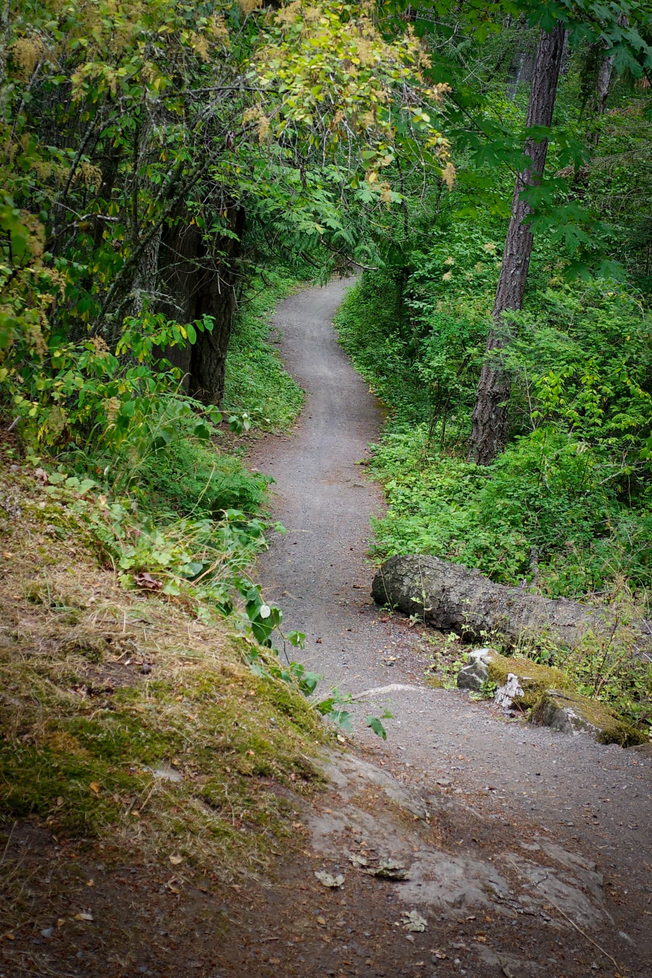 Singletrack winding through the forest
