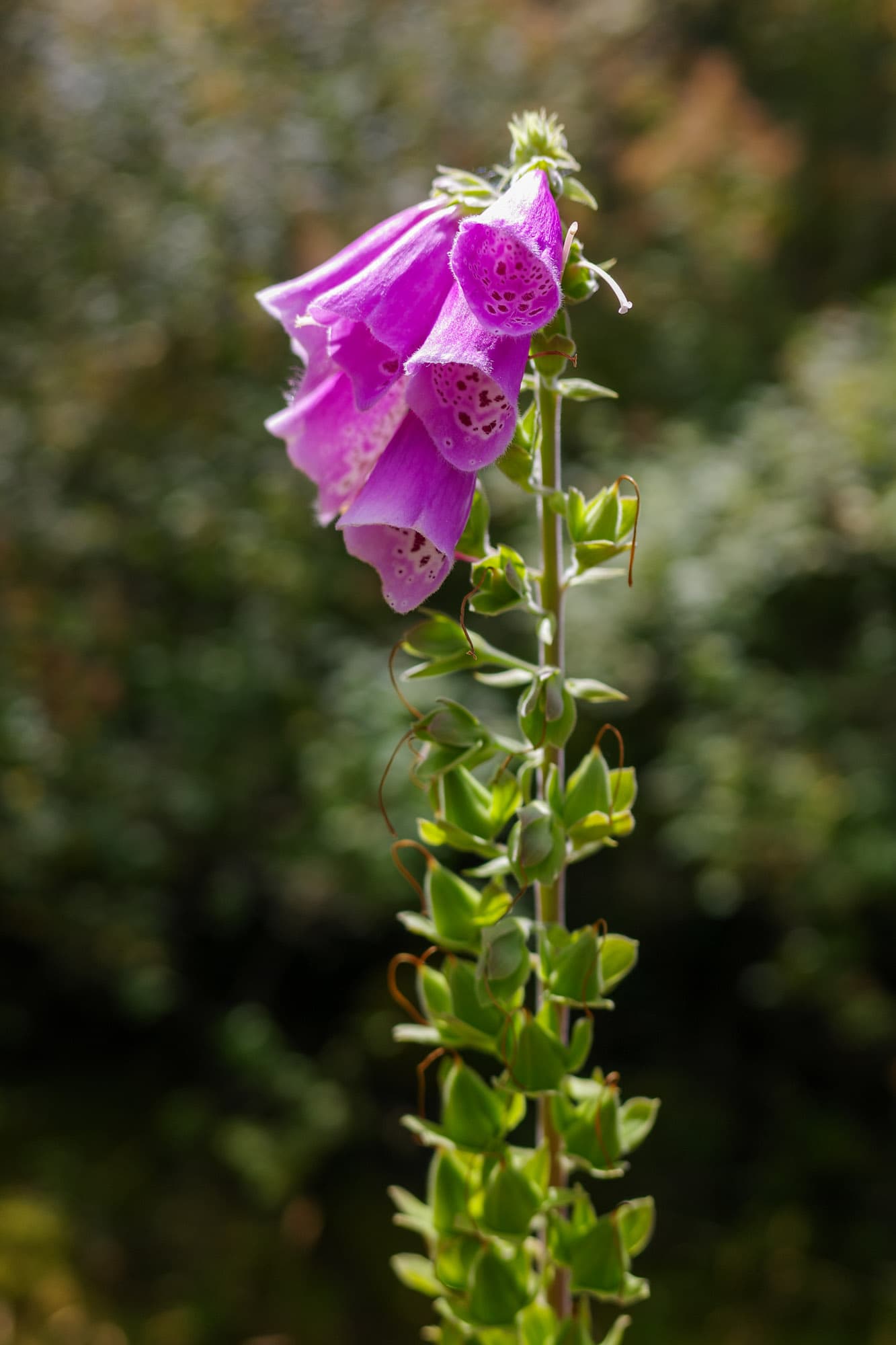 Foxglove blooming beside the trail