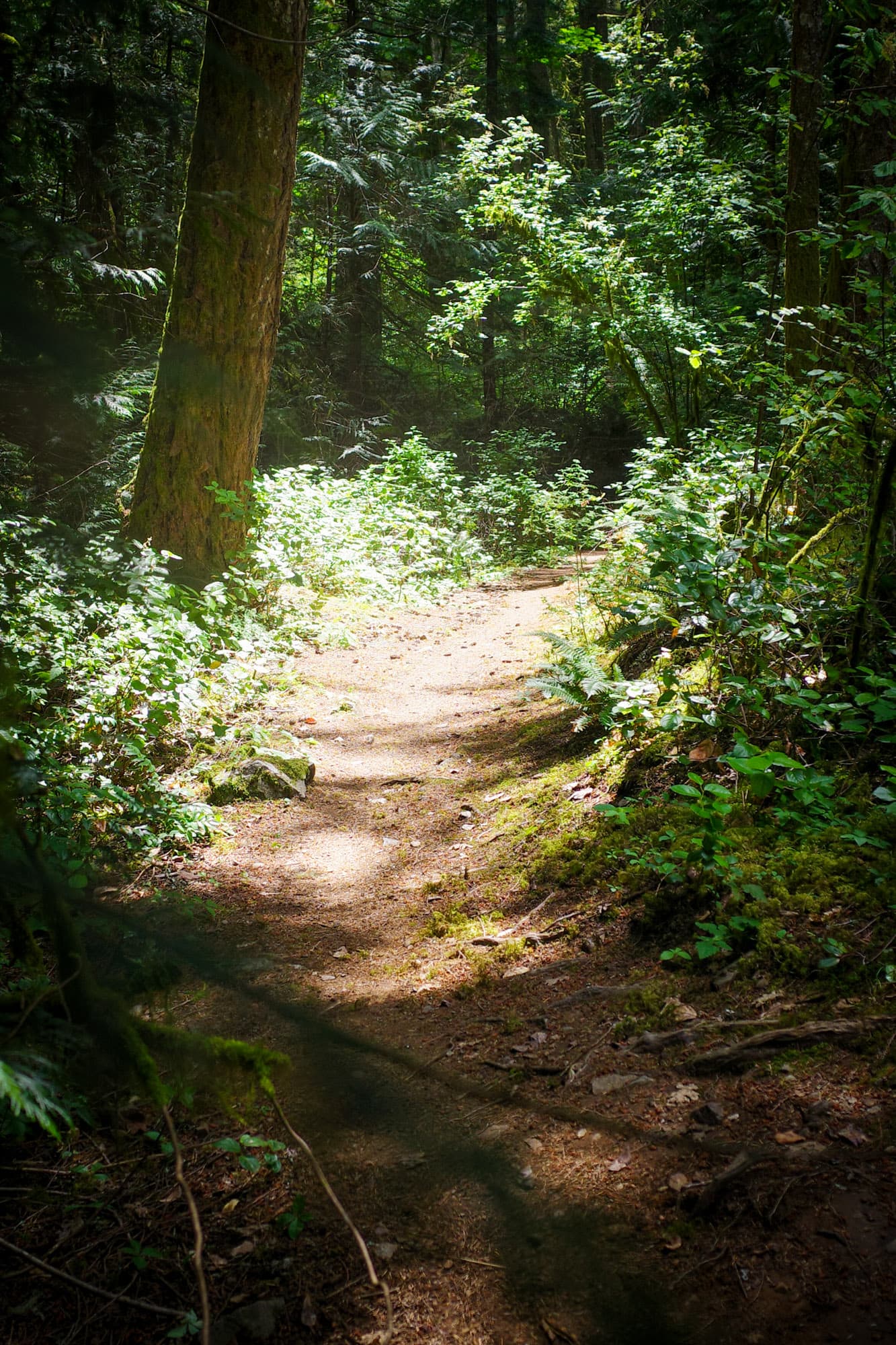 Sunlit singletrack in deep forest