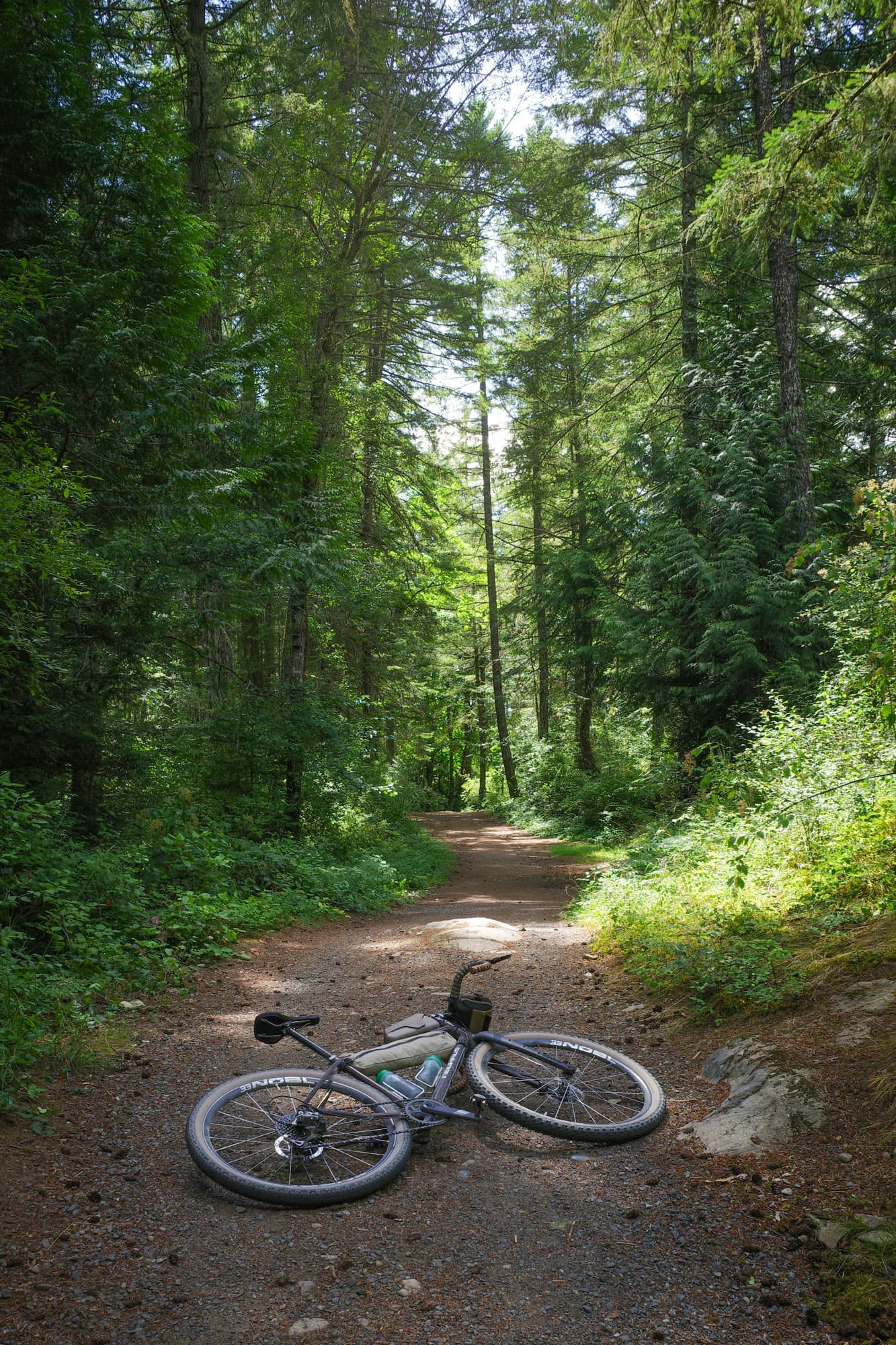 A bike resting on forest doubletrack