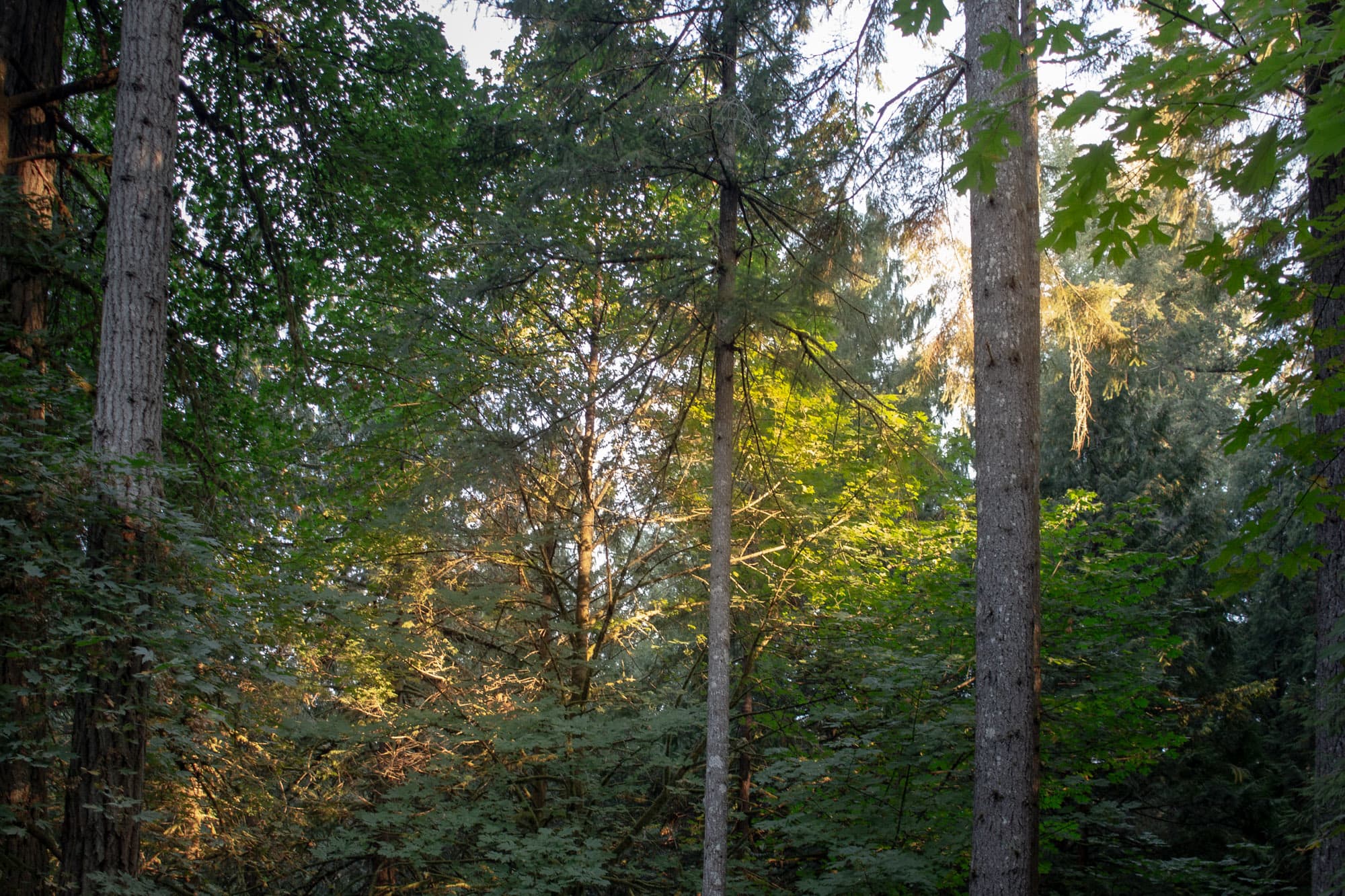 The light in the trees sets the mood.