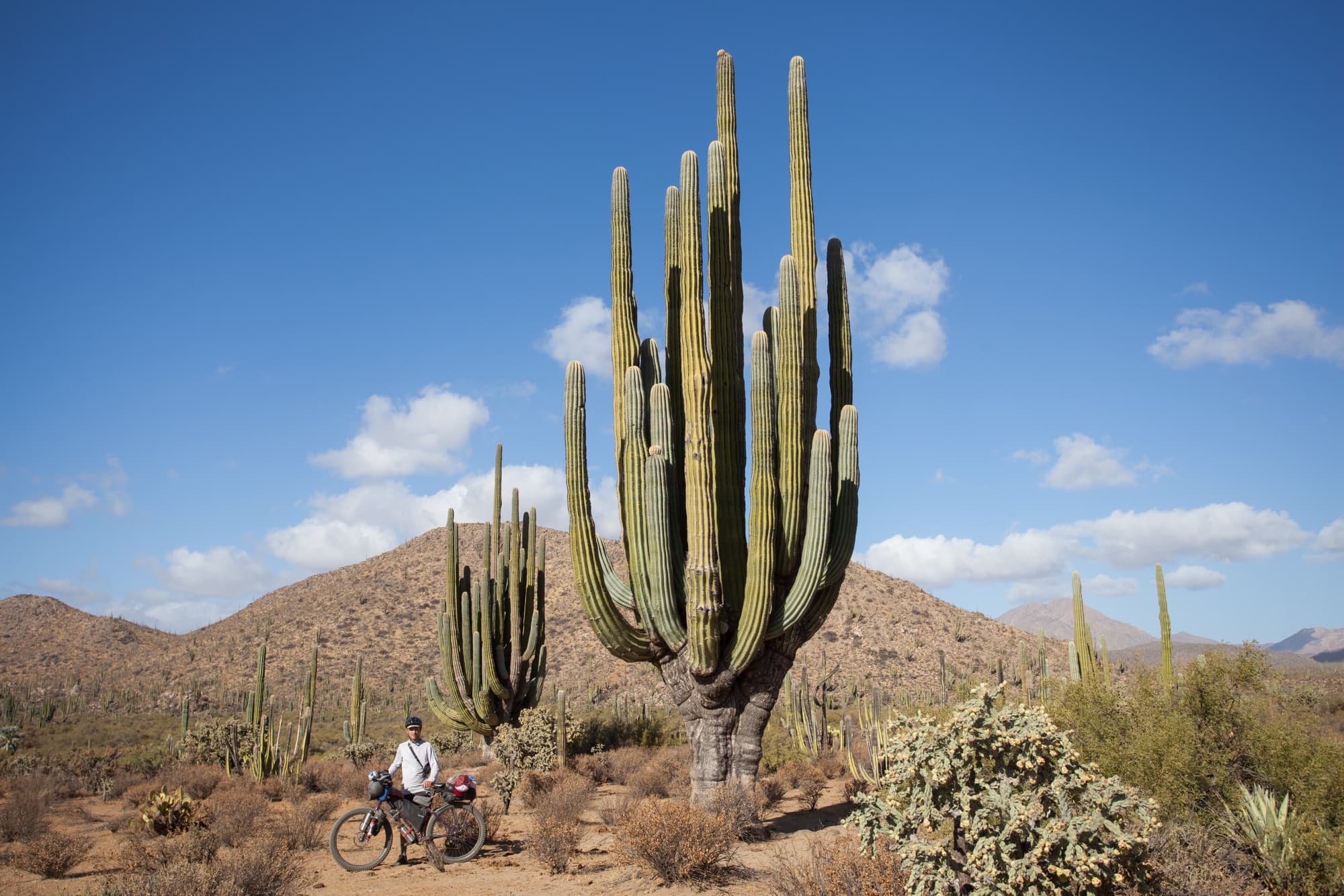A giant cardon cactus dwarfing the loaded bike beneath it