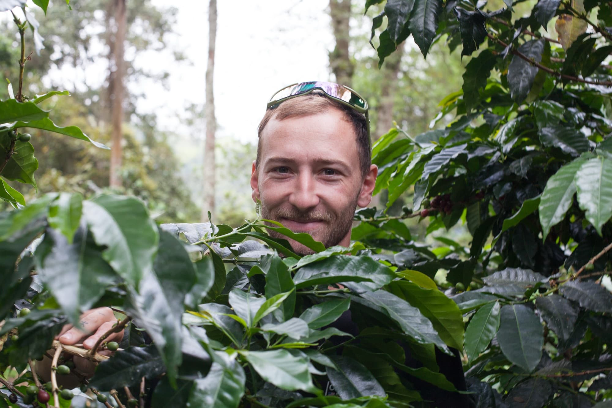Peeking out from between the coffee plants on a plantation