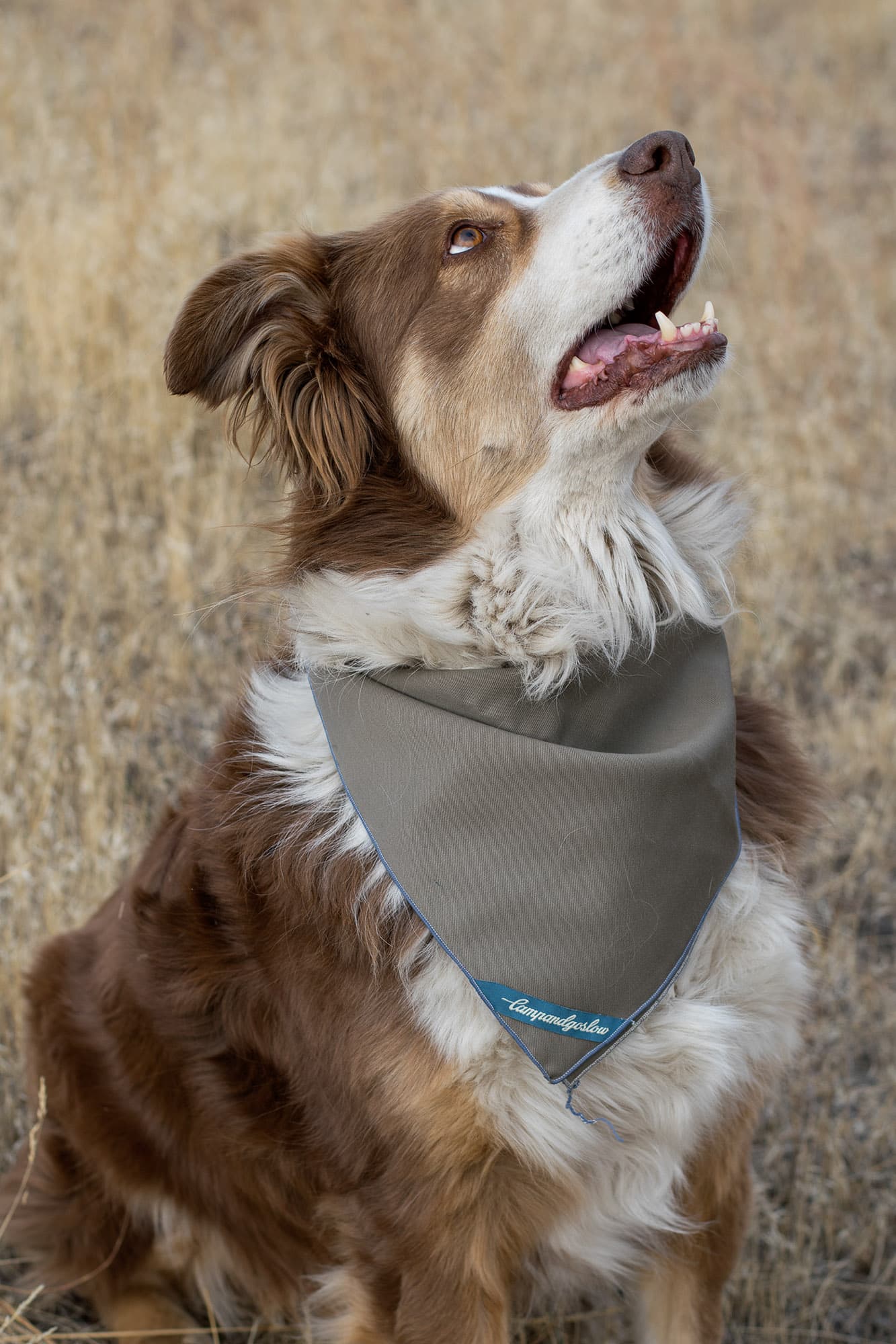 dog collar