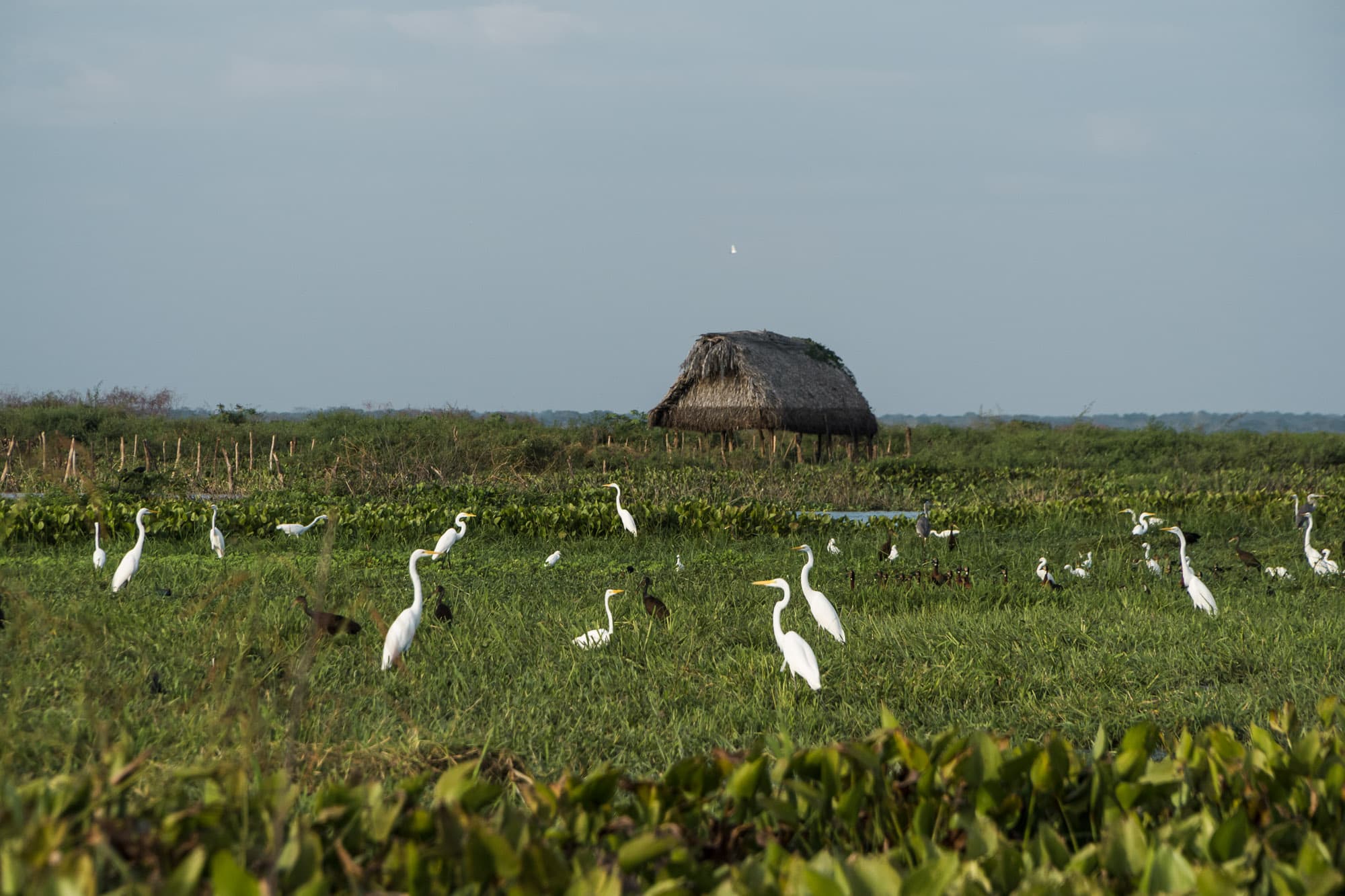colombian fields