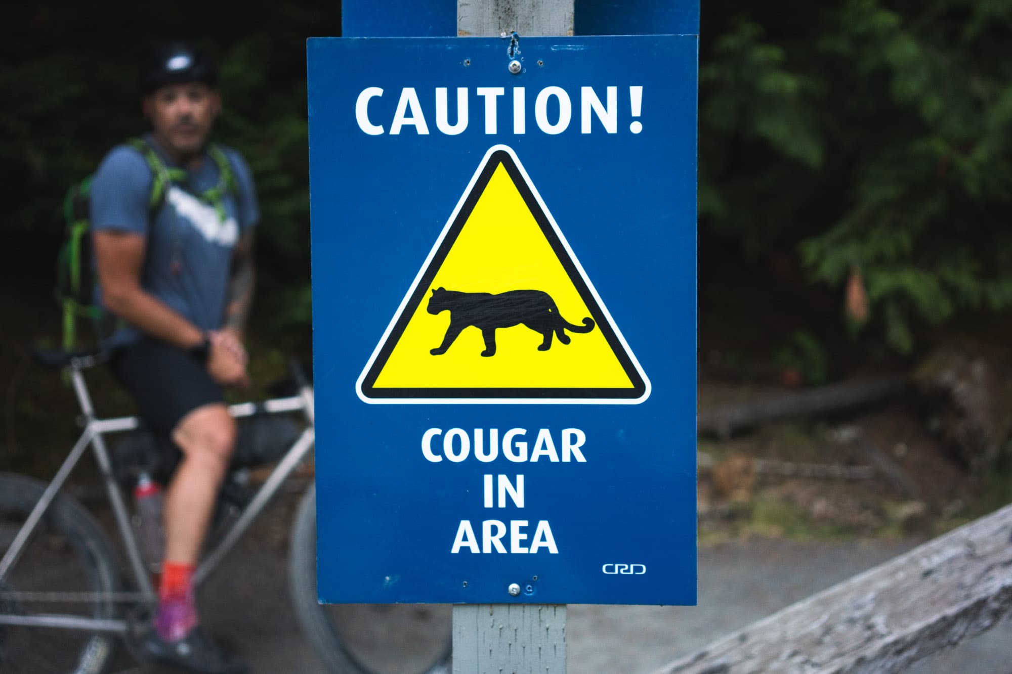 Caution Cougars!
