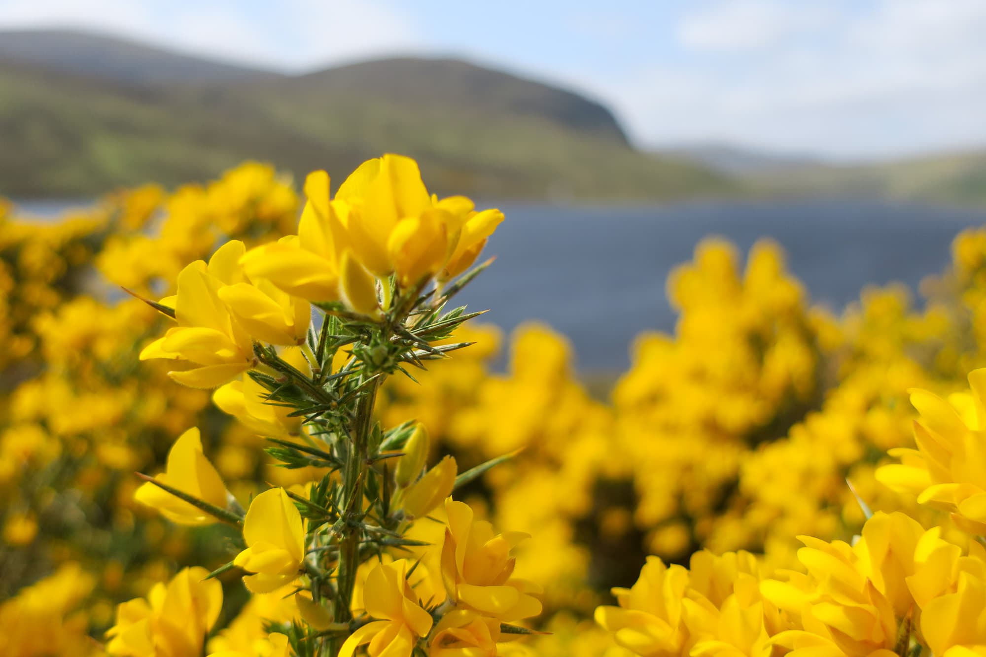 Some Scottish flowers.